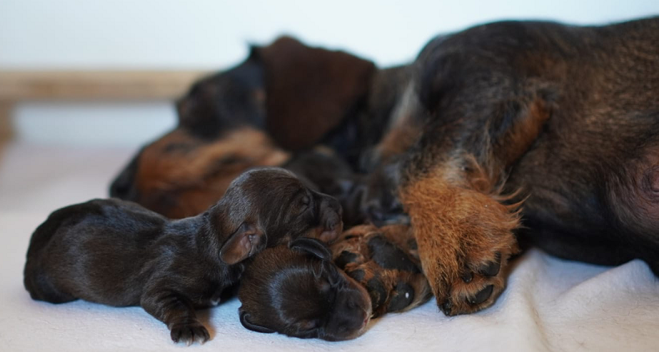 Lore mit Dackel Welpen 2025