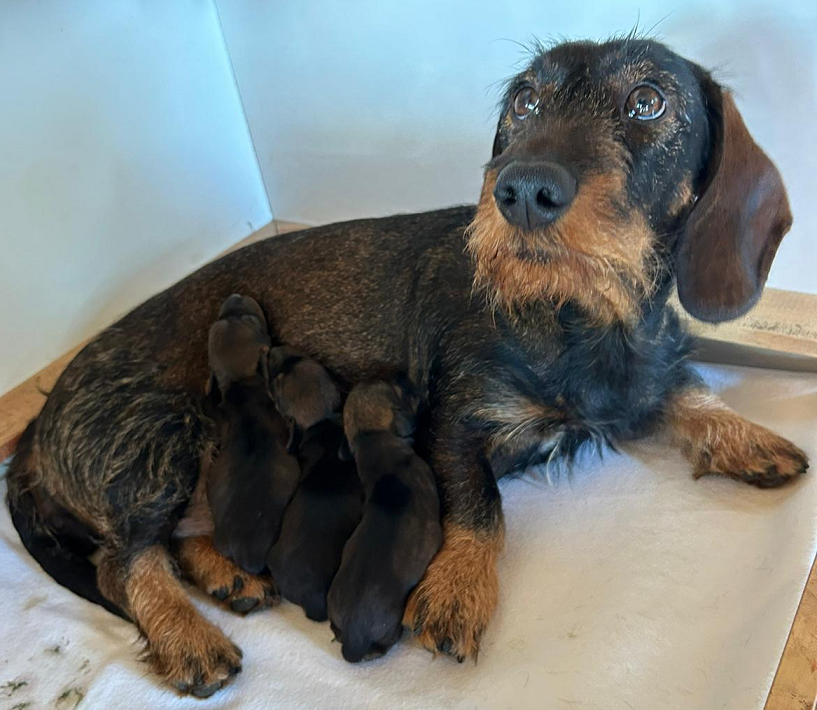 Welpen vom Wurf 2025 von Standard Rauhhaar Dackel Lore