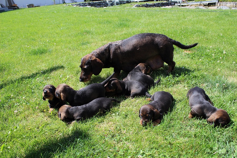 Goldie und Ihre Welpen